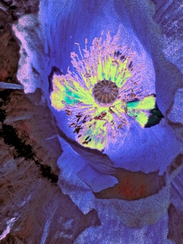 F 019B